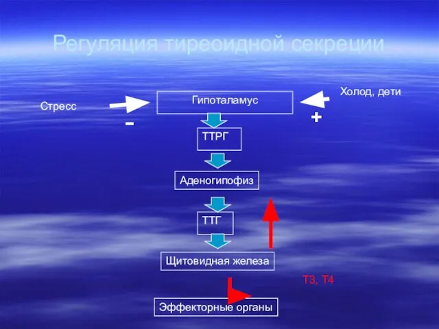 Регуляция тиреоидной секреции Гипоталамус ТТРГ Аденогипофиз ТТГ Щитовидная железа Эффекторные органы