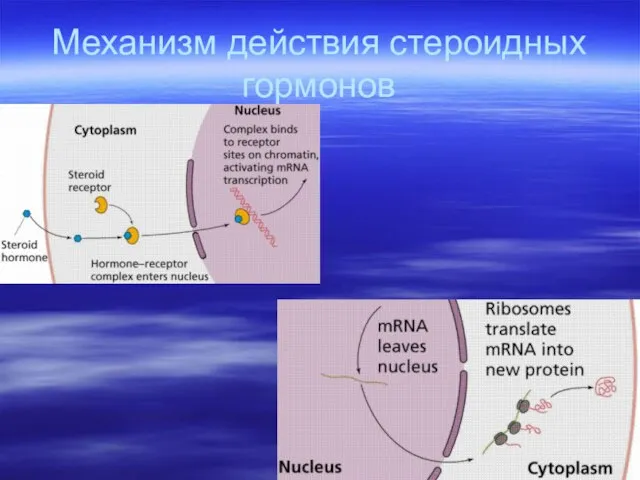 Механизм действия стероидных гормонов