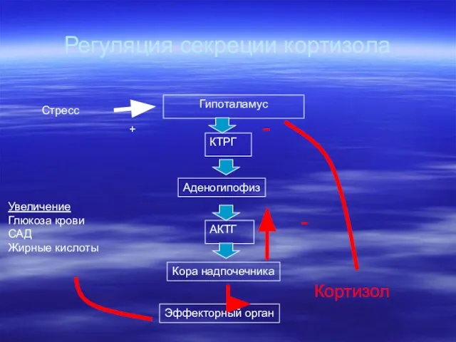 Регуляция секреции кортизола Гипоталамус КТРГ Аденогипофиз АКТГ Кора надпочечника Эффекторный орган