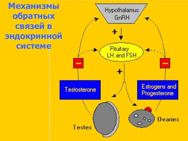 Механизмы обратных связей в эндокринной системе