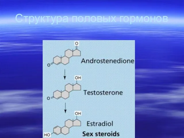 Структура половых гормонов