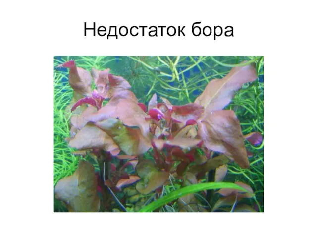 Недостаток бора