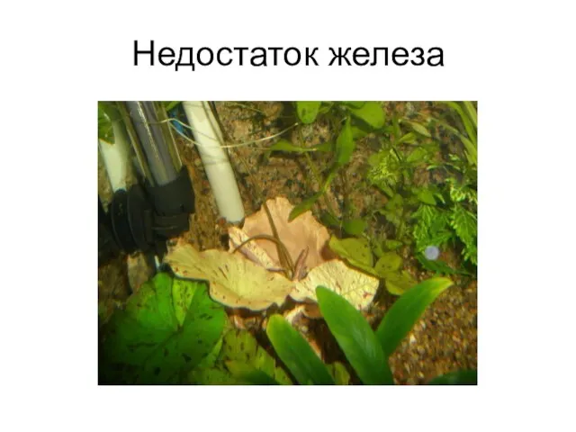 Недостаток железа