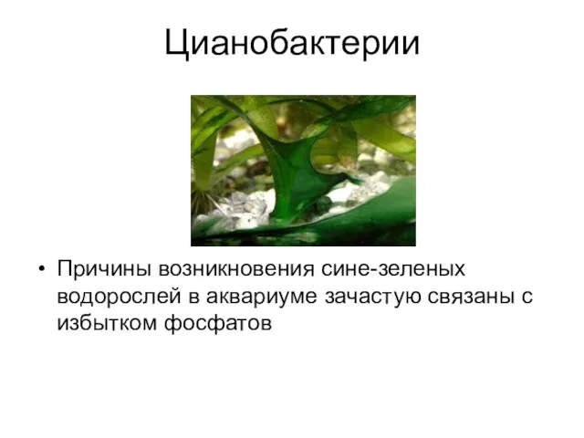 Цианобактерии Причины возникновения сине-зеленых водорослей в аквариуме зачастую связаны с избытком фосфатов