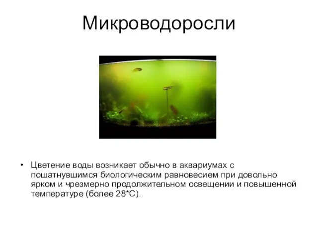 Микроводоросли Цветение воды возникает обычно в аквариумах с пошатнувшимся биологическим равновесием