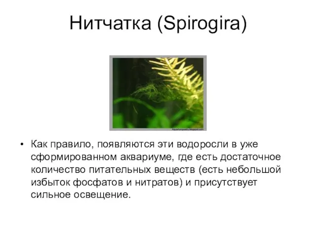 Нитчатка (Spirogira) Как правило, появляются эти водоросли в уже сформированном аквариуме,