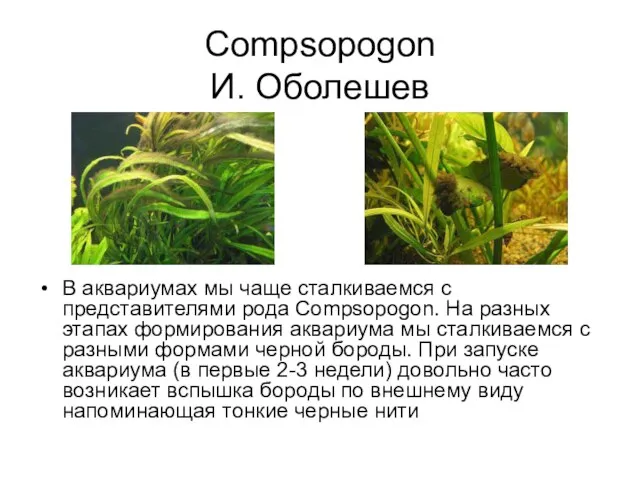Compsopogon И. Оболешев В аквариумах мы чаще сталкиваемся с представителями рода