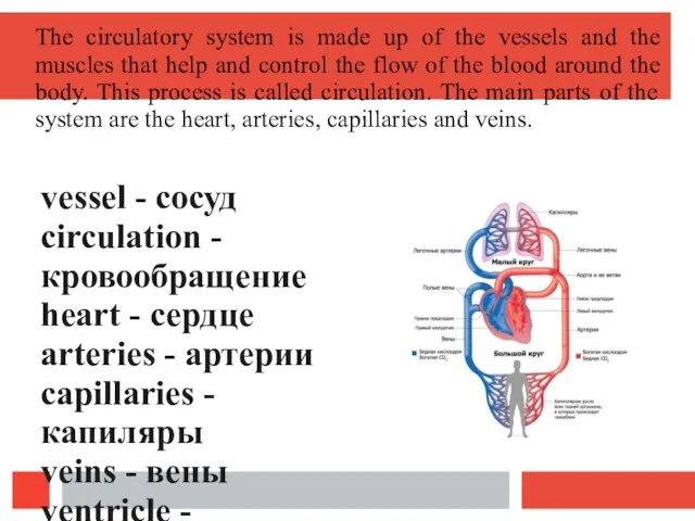 The circulatory system is made up of the vessels and the