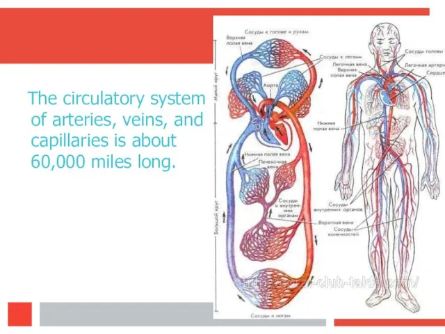 The circulatory system of arteries, veins, and capillaries is about 60,000 miles long.