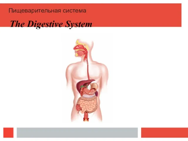 The Digestive System Пищеварительная система