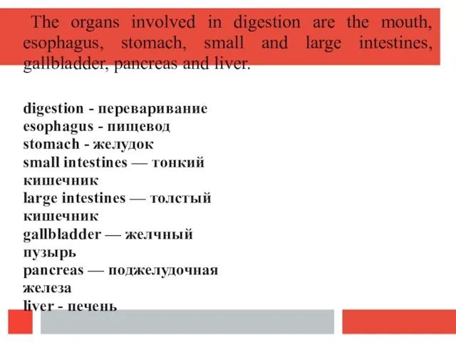 The organs involved in digestion are the mouth, esophagus, stomach, small