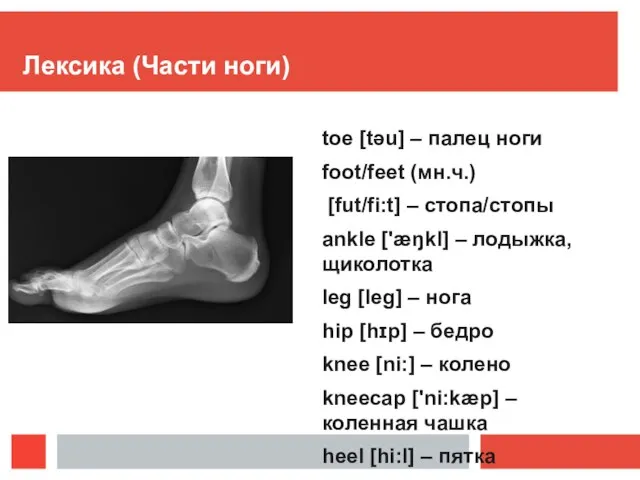 Лексика (Части ноги) toe [təu] – палец ноги foot/feet (мн.ч.) [fut/fi:t]