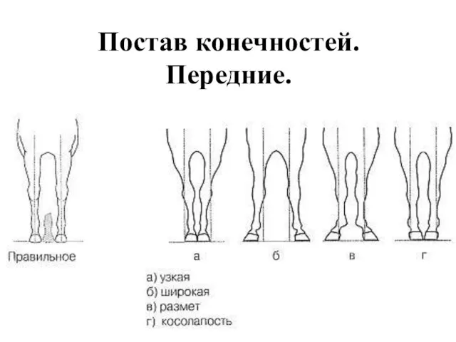 Постав конечностей. Передние.