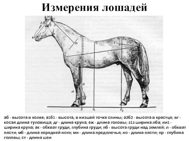 Измерения лошадей аб - высота в холке; а1б1 - высота, в