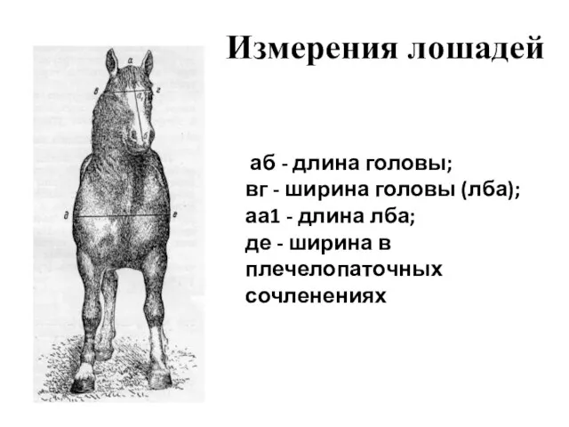 Измерения лошадей аб - длина головы; вг - ширина головы (лба);