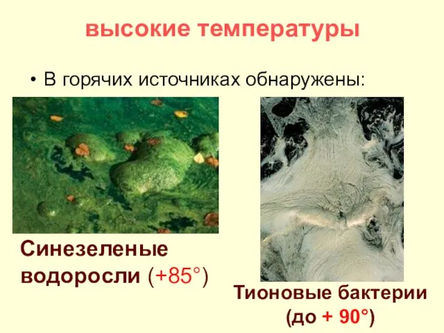 высокие температуры В горячих источниках обнаружены: Синезеленые водоросли (+85°) Тионовые бактерии (до + 90°)