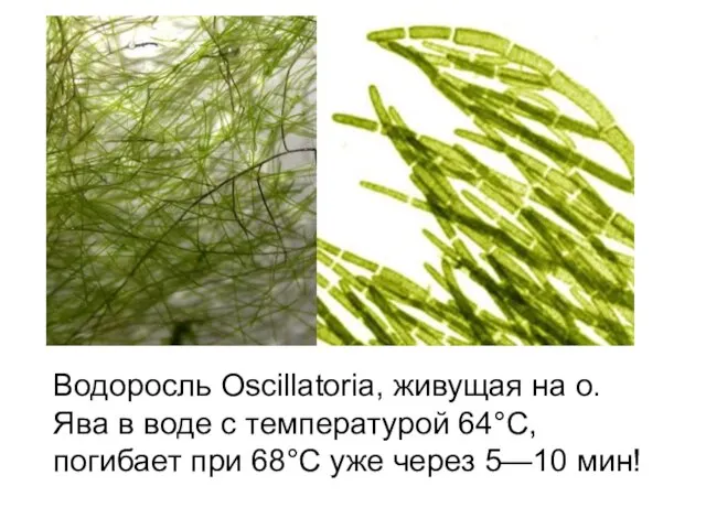 Водоросль Oscillatoria, живущая на о. Ява в воде с температурой 64°С,