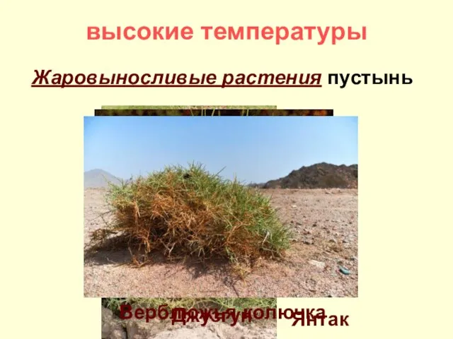 высокие температуры Жаровыносливые растения пустынь Синезеленые водоросли (70 - 80°) Янтак Джузгун Верблюжья колючка