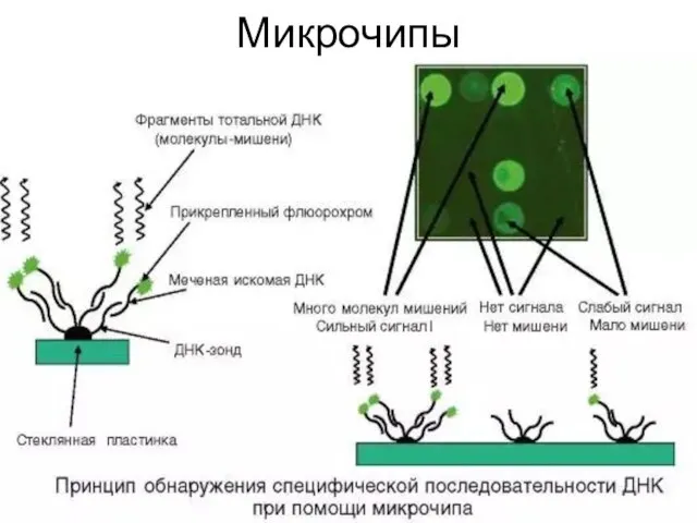 Микрочипы