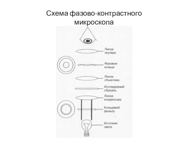 Схема фазово-контрастного микроскопа