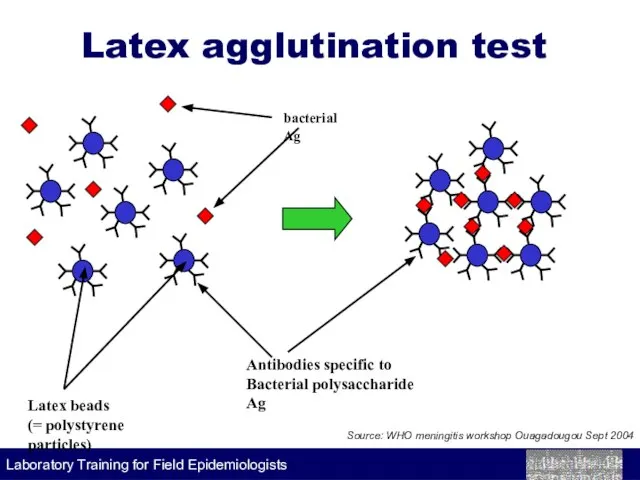 Latex agglutination test bacterial Ag Latex beads (= polystyrene particles) Antibodies