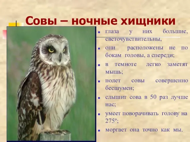 глаза у них большие, светочувствительны, они расположены не по бокам головы,