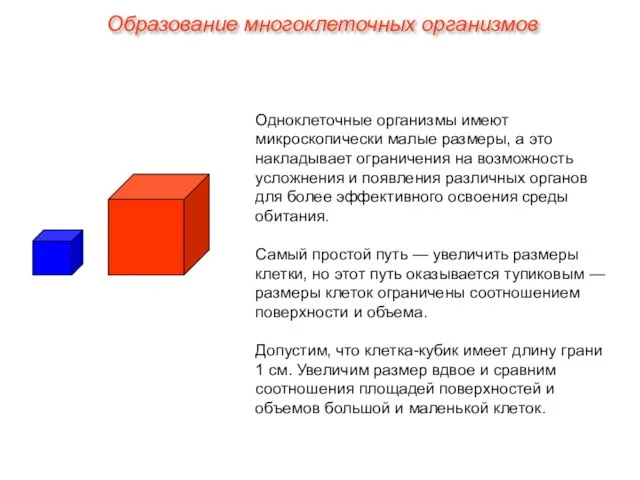 Одноклеточные организмы имеют микроскопически малые размеры, а это накладывает ограничения на