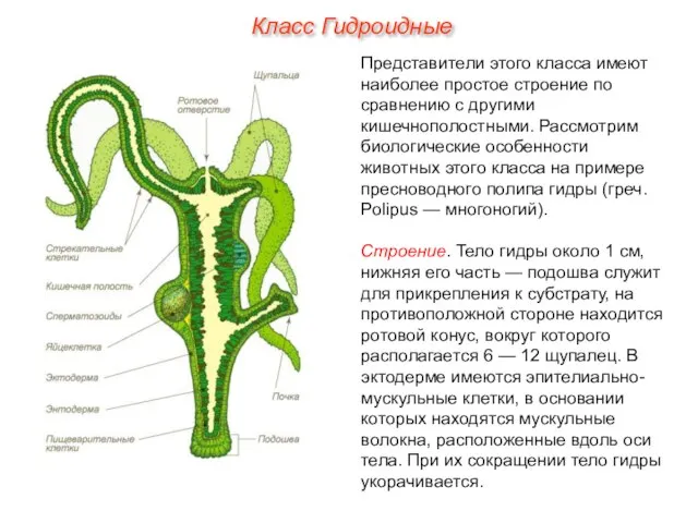 Представители этого класса имеют наиболее простое строение по сравнению с другими