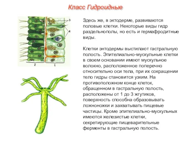 Здесь же, в эктодерме, развиваются половые клетки. Некоторые виды гидр раздельнополы,