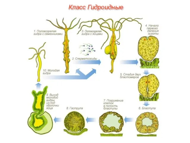 Класс Гидроидные