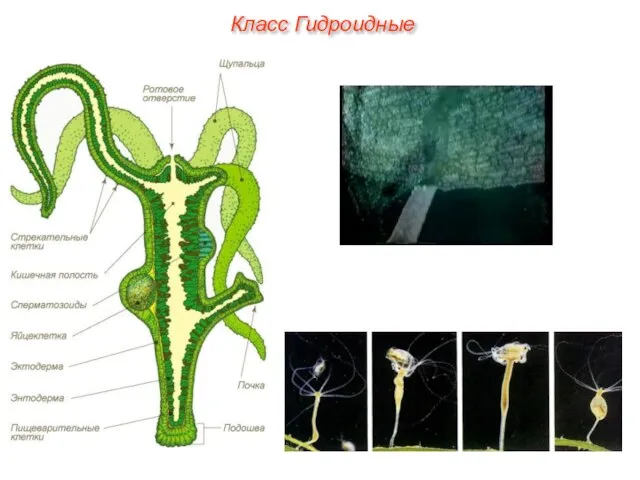 Класс Гидроидные