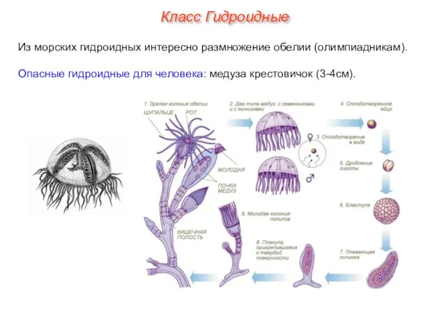 Из морских гидроидных интересно размножение обелии (олимпиадникам). Опасные гидроидные для человека: медуза крестовичок (3-4см). Класс Гидроидные