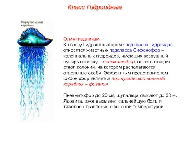 Олимпиадникам. К классу Гидроидных кроме подкласса Гидроидов относятся животные подкласса Сифонофор