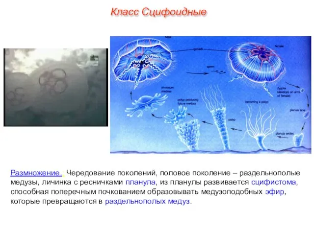 Размножение.: Чередование поколений, половое поколение – раздельнополые медузы, личинка с ресничками
