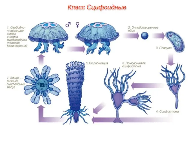 Класс Сцифоидные