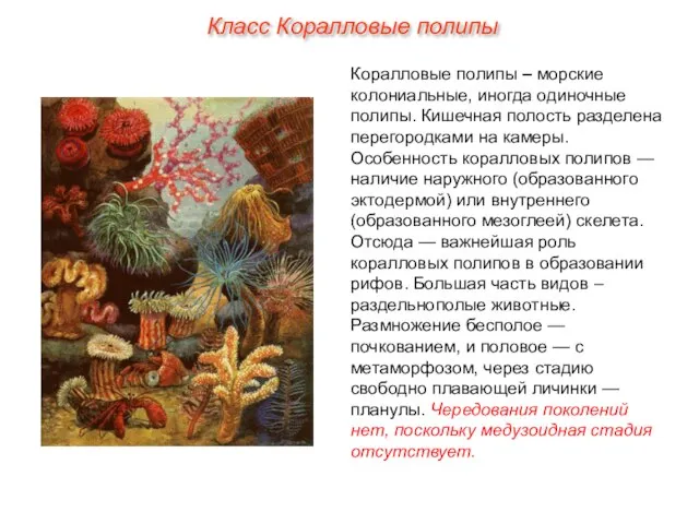 Класс Коралловые полипы Коралловые полипы – морские колониальные, иногда одиночные полипы.