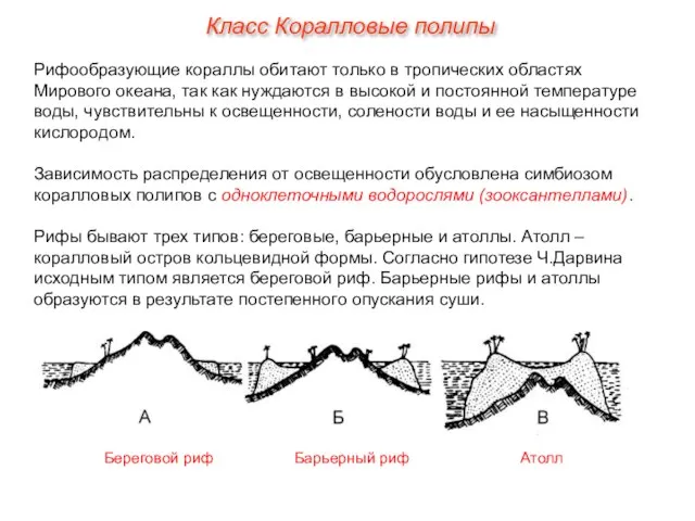 Класс Коралловые полипы Рифообразующие кораллы обитают только в тропических областях Мирового