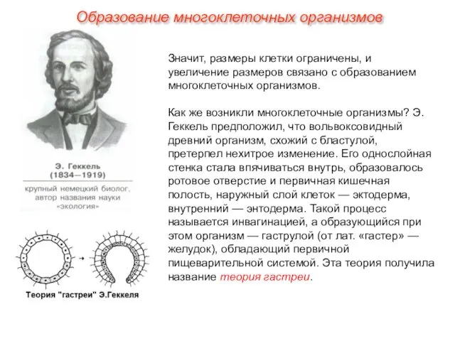 Значит, размеры клетки ограничены, и увеличение размеров связано с образованием многоклеточных