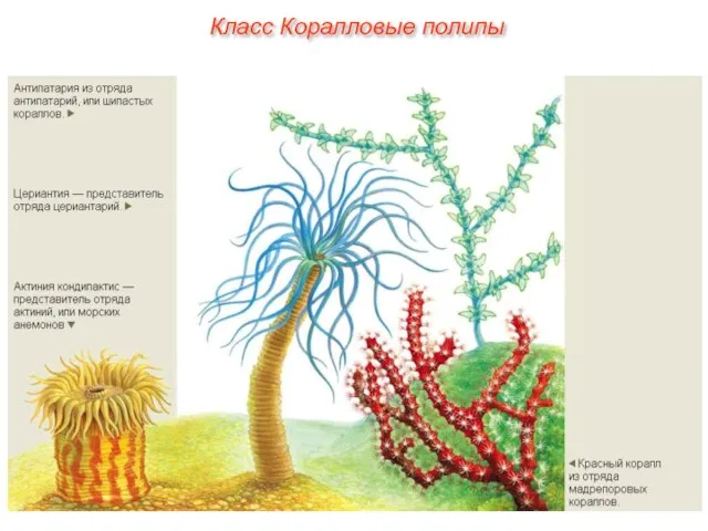 Класс Коралловые полипы