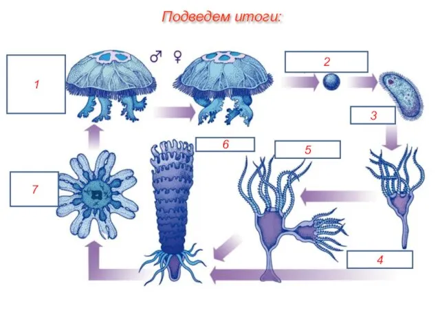 Подведем итоги: 1 2 3 4 5 6 7