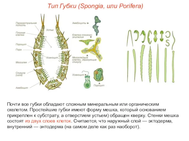 Почти все губки обладают сложным минеральным или органическим скелетом. Простейшие губки