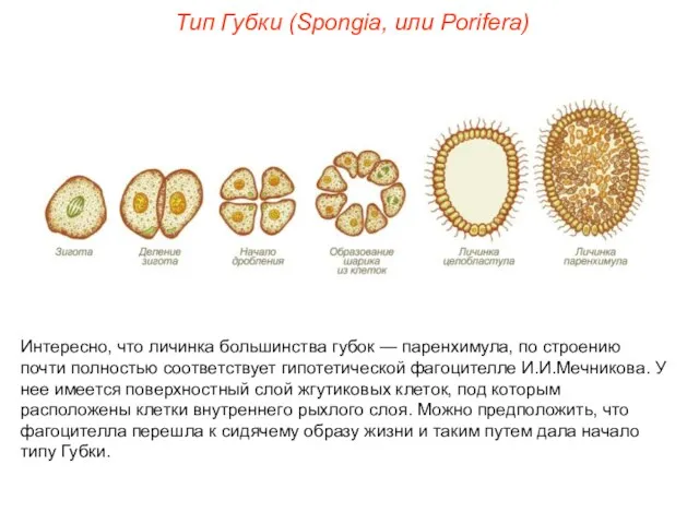 Интересно, что личинка большинства губок — паренхимула, по строению почти полностью