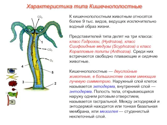 К кишечнополостным животным относятся более 9 тыс. видов, ведущих исключительно водный