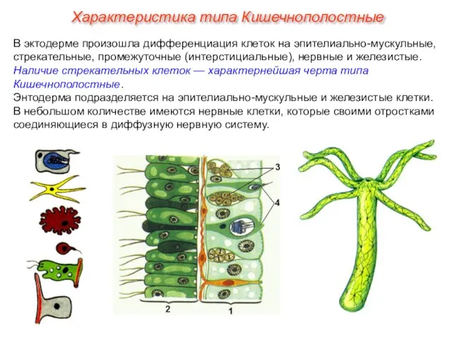 В эктодерме произошла дифференциация клеток на эпителиально-мускульные, стрекательные, промежуточные (интерстициальные), нервные