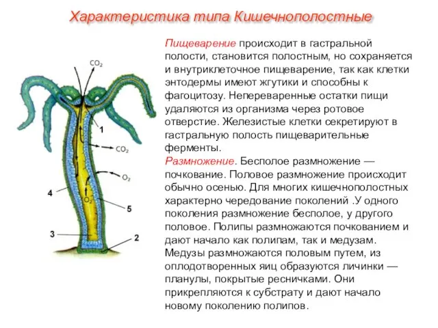 Пищеварение происходит в гастральной полости, становится полостным, но сохраняется и внутриклеточное