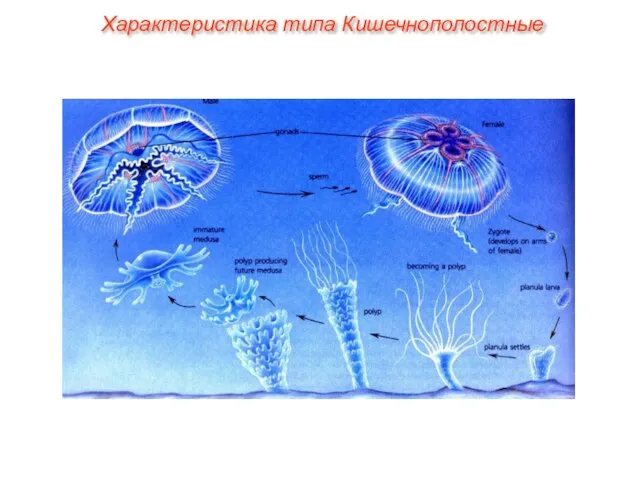 Характеристика типа Кишечнополостные