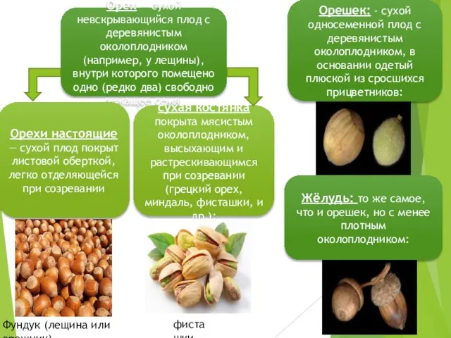 Орех — сухой невскрывающийся плод с деревянистым околоплодником (например, у лещины),