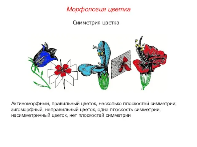 Актиноморфный, правильный цветок, несколько плоскостей симметрии; зигоморфный, неправильный цветок, одна плоскость