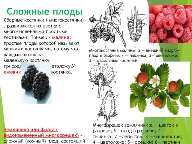 Сложные плоды Сборные костянки ( многокостянки) , развиваются из цветка с