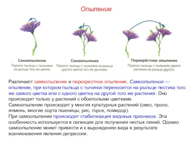 Опыление Различают самоопыление и перекрестное опыление. Самоопыление — опыление, при котором